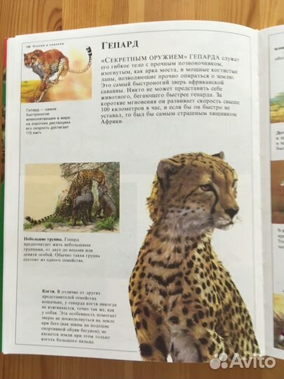 Книги о животных детям