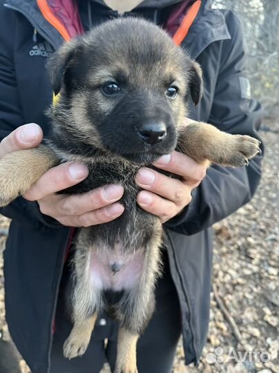 Щенки в добрые руки