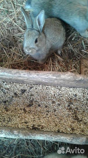 Кролики мясных пород
