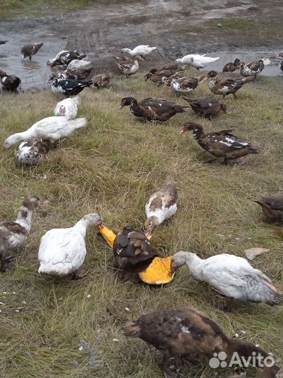 Мускусные утки