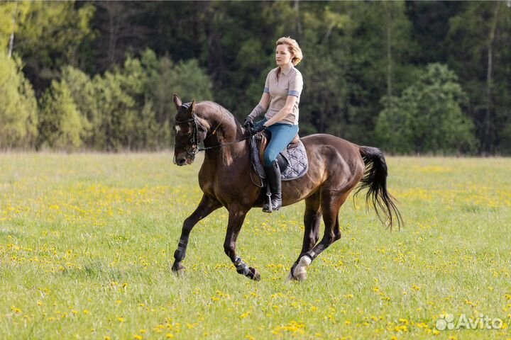 Великолепный ахалтекинец для случки