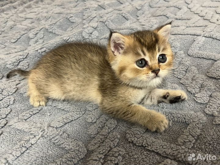 Золотой мальчик