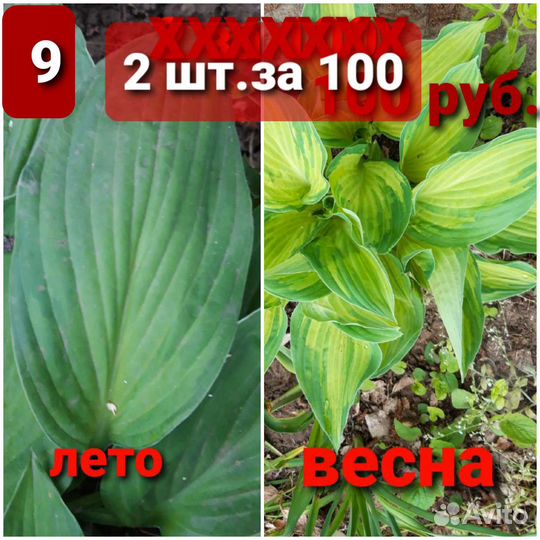 Хосты 2за100, Клематис