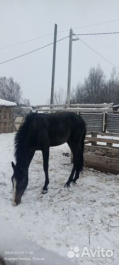 Продам лошадь(жеребец)