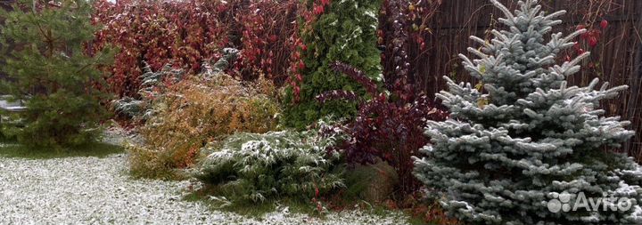 Дикий девичий виноград