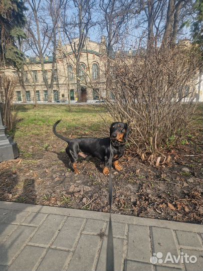 Вязка кобель такса