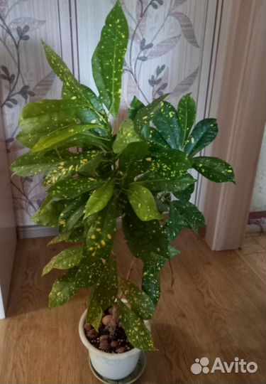 Домашние растения кротон