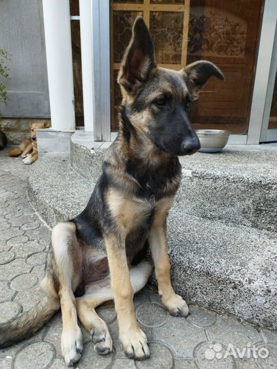 Помесь с овчаркой