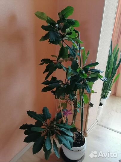 Молочай кипарисовый