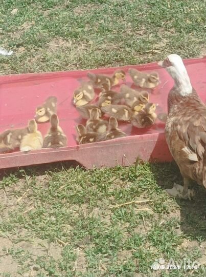 Индоутята шоколадные