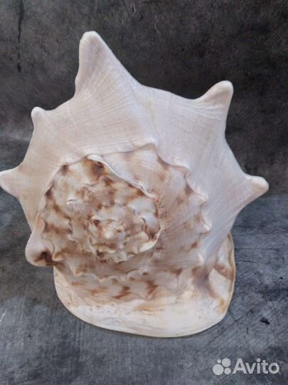 Крупный рапан