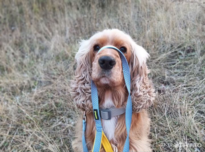 Вязка собаки