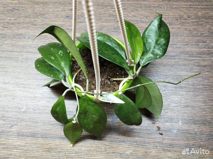 Хойи Матильда, текилла Санрайз, досси