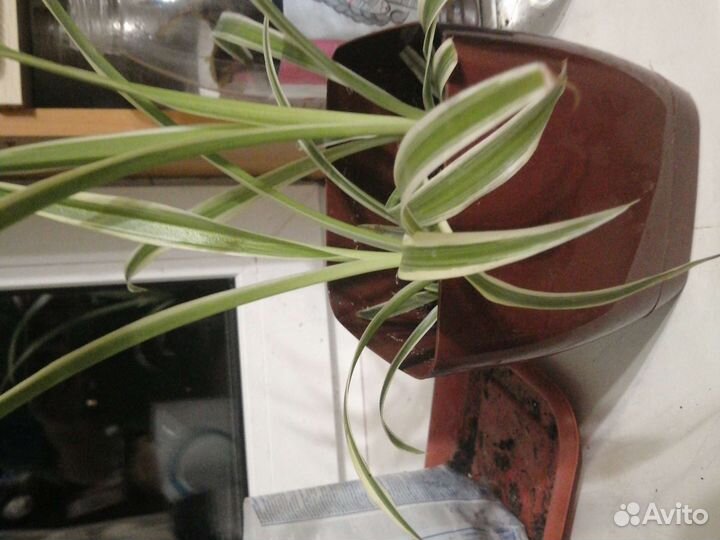 Хлорофитум