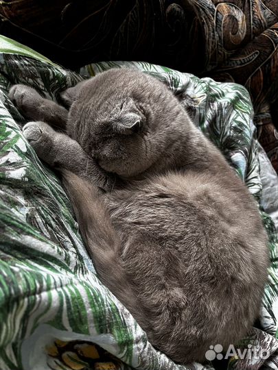 Шотландская вислоухая кошка