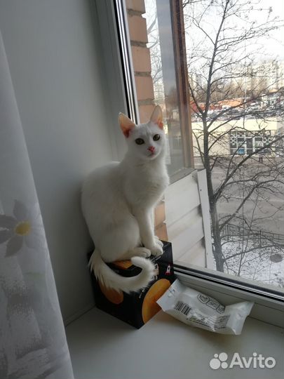 Котенок