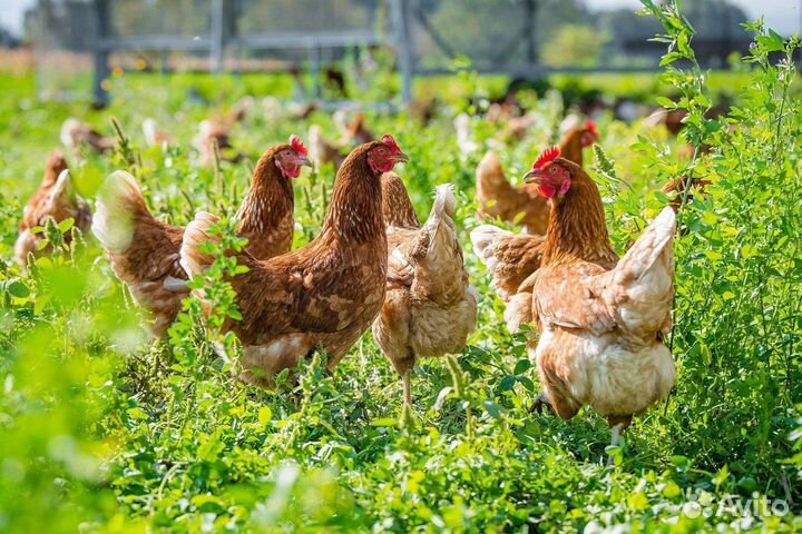 Куры несушки