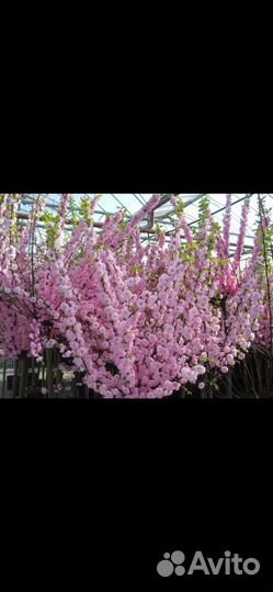 Сакура махровая 1метр