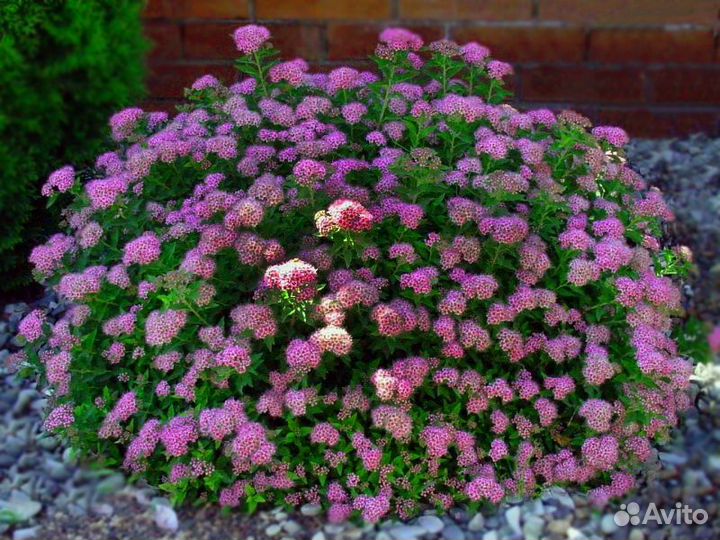 Саженцы спиреи