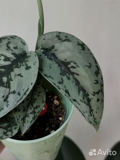 Сциндапсусы и др. ароидные