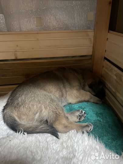 Щенки лайки