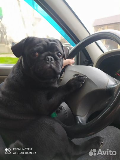 Щенки мопса