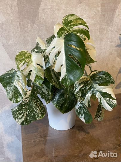 Монстера альба