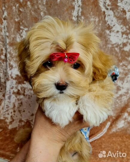 Мальтипу f1 Девочка