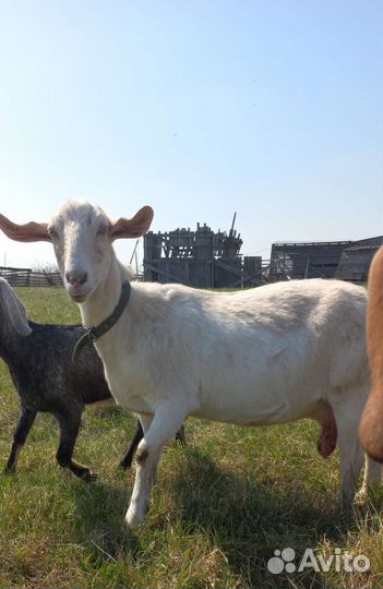 Козы и козлята нубийской породы