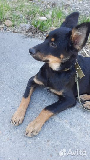 Красивущий щенок подросток