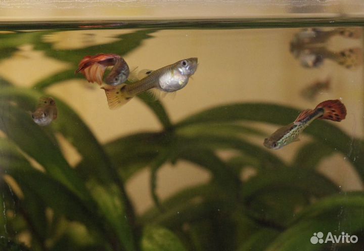Рыбки гуппи