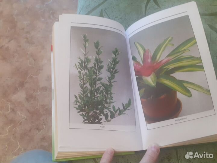 Книга комнатные растения