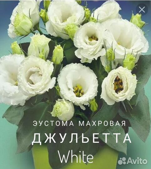 Эустома карликовая рассада