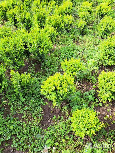 Буксусы вечнозелёные