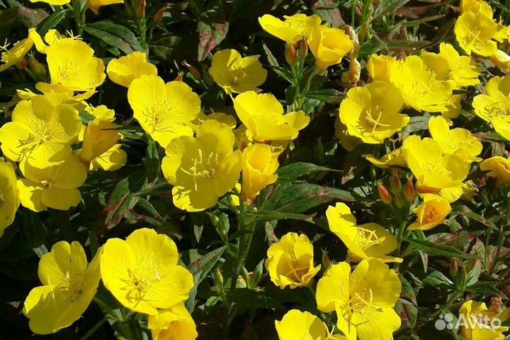 Энотера желтая, многолетник