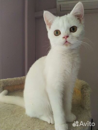 Шотландские блондины