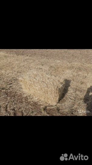 Солома ячменная в тюках