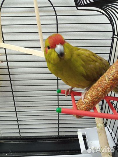 Попугай какарик