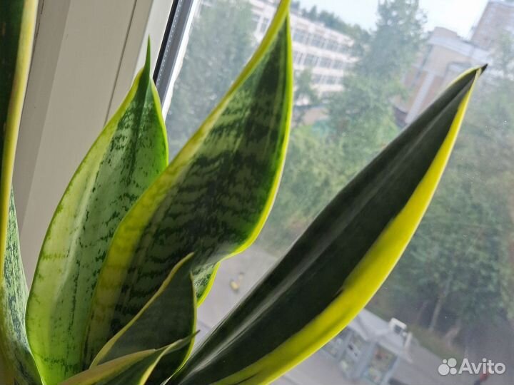 Сансевиерия (тёщин язык, щучий хвост)