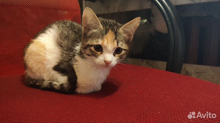 Кошечка 10000 кг любви