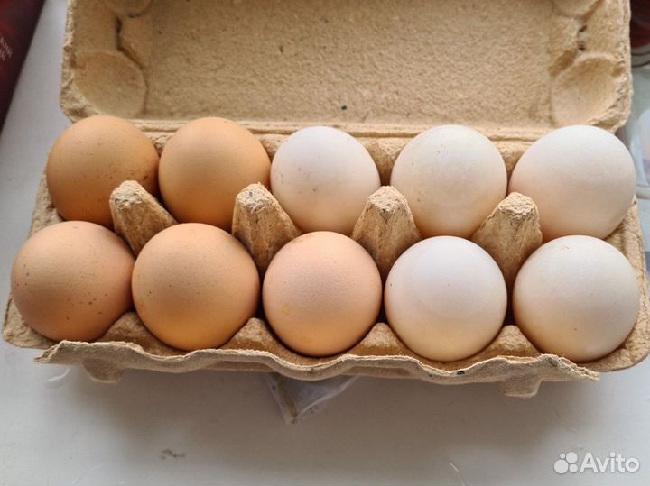 Яйцо домашнее/ утиное/куриное