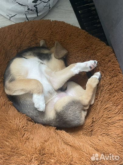 Домашние животные