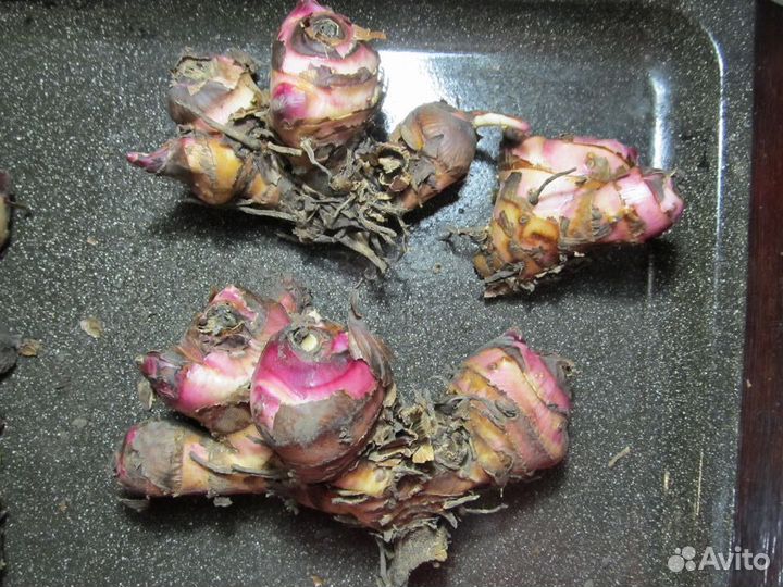 Канны, отростки