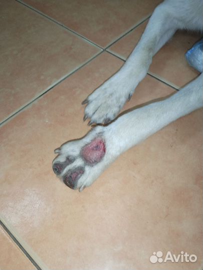 В добрые руки