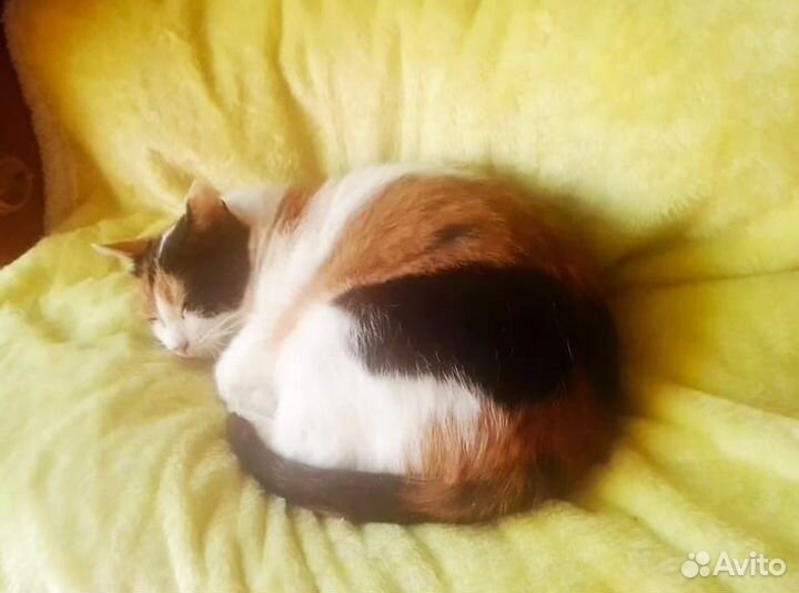 Кошка 2,5года