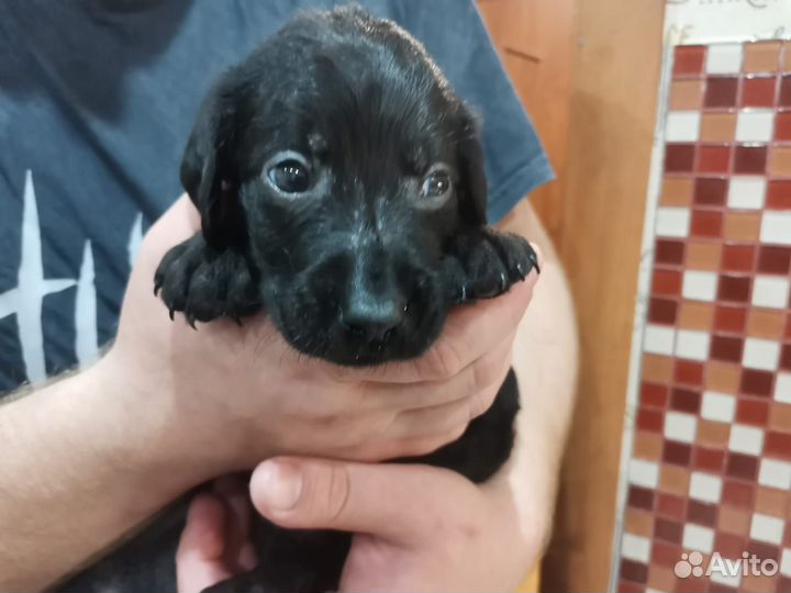 Щенки лабрадора