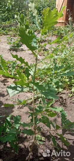 Саженец дуба