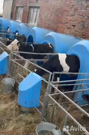 Телки и быки