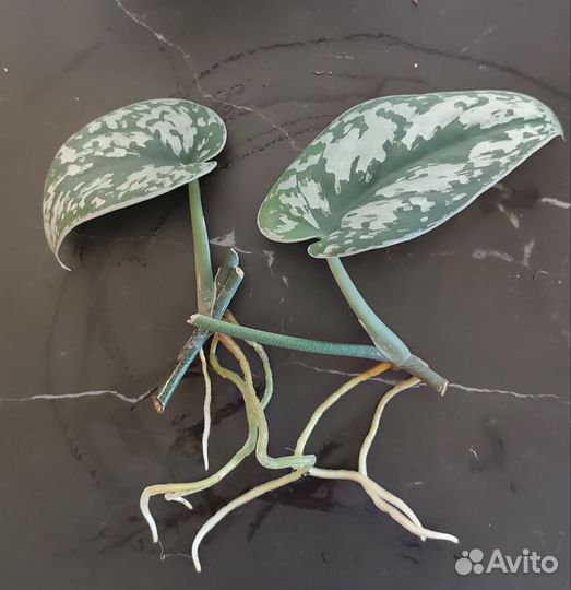 Сциндапсус Треби