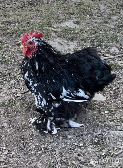 Петух карликовый кохинхин